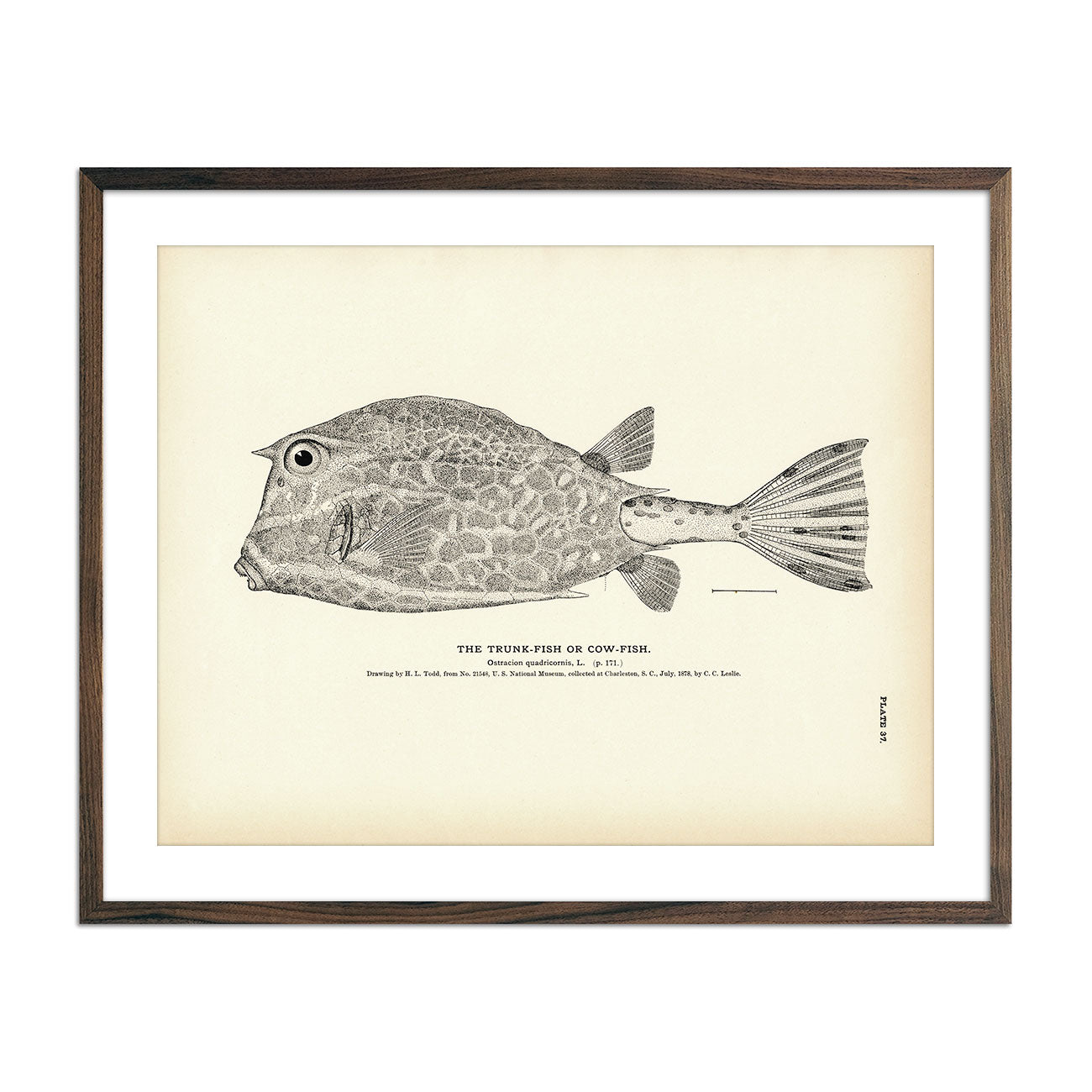 Trunk - Fish (Cow - Fish) Art Print - Muir Way - Fisheries