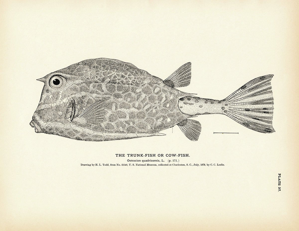 Trunk - Fish (Cow - Fish) Art Print - Muir Way - Fisheries