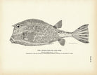 Trunk - Fish (Cow - Fish) Art Print - Muir Way - Fisheries