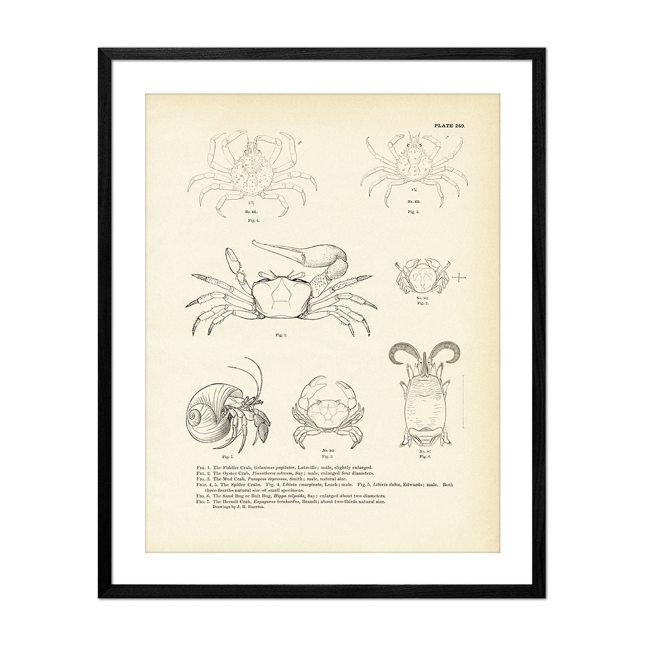 Various Crabs Art Print - Muir Way - Fisheries