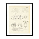 Various Crabs Art Print - Muir Way - Fisheries