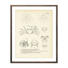Various Crabs Art Print - Muir Way - Fisheries