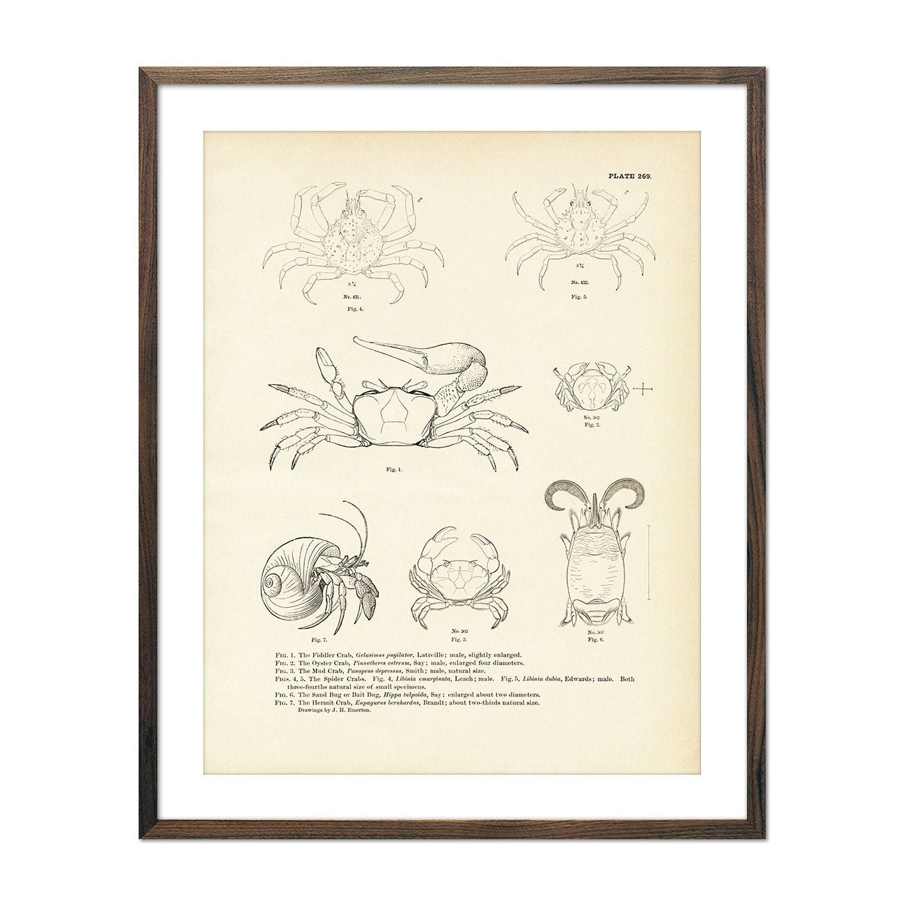 Various Crabs Art Print - Muir Way - Fisheries