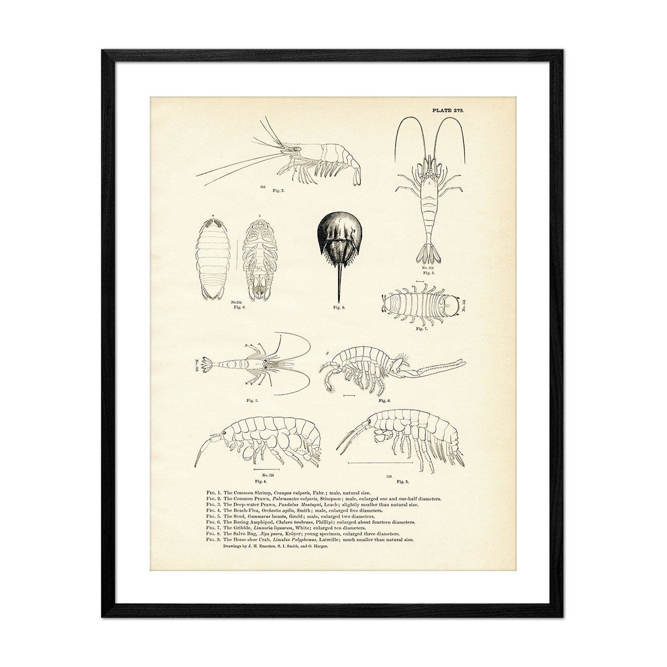 Various Sea Creatures - Set 1 Art Print - Muir Way - Fisheries