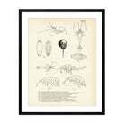 Various Sea Creatures - Set 1 Art Print - Muir Way - Fisheries