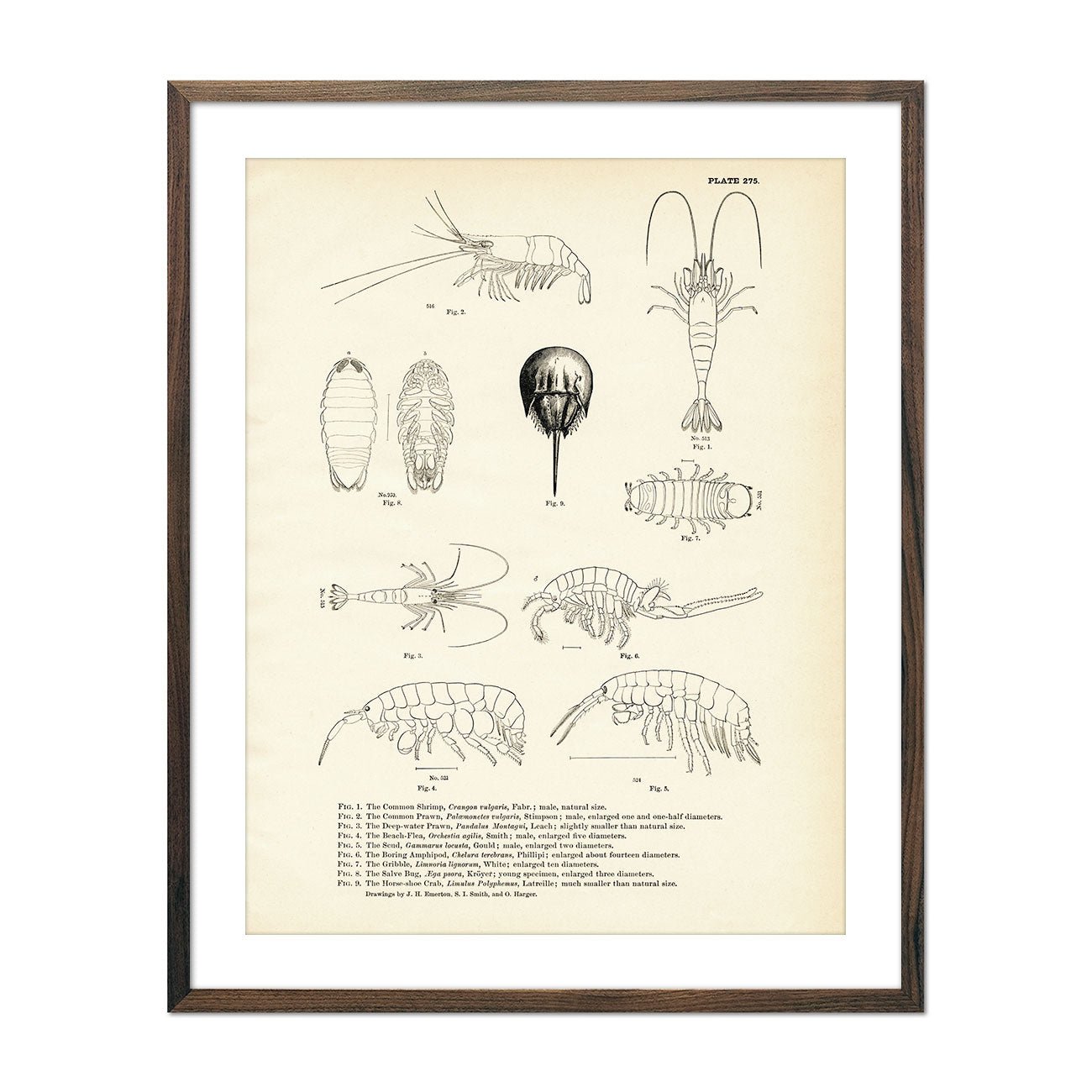 Various Sea Creatures - Set 1 Art Print - Muir Way - Fisheries