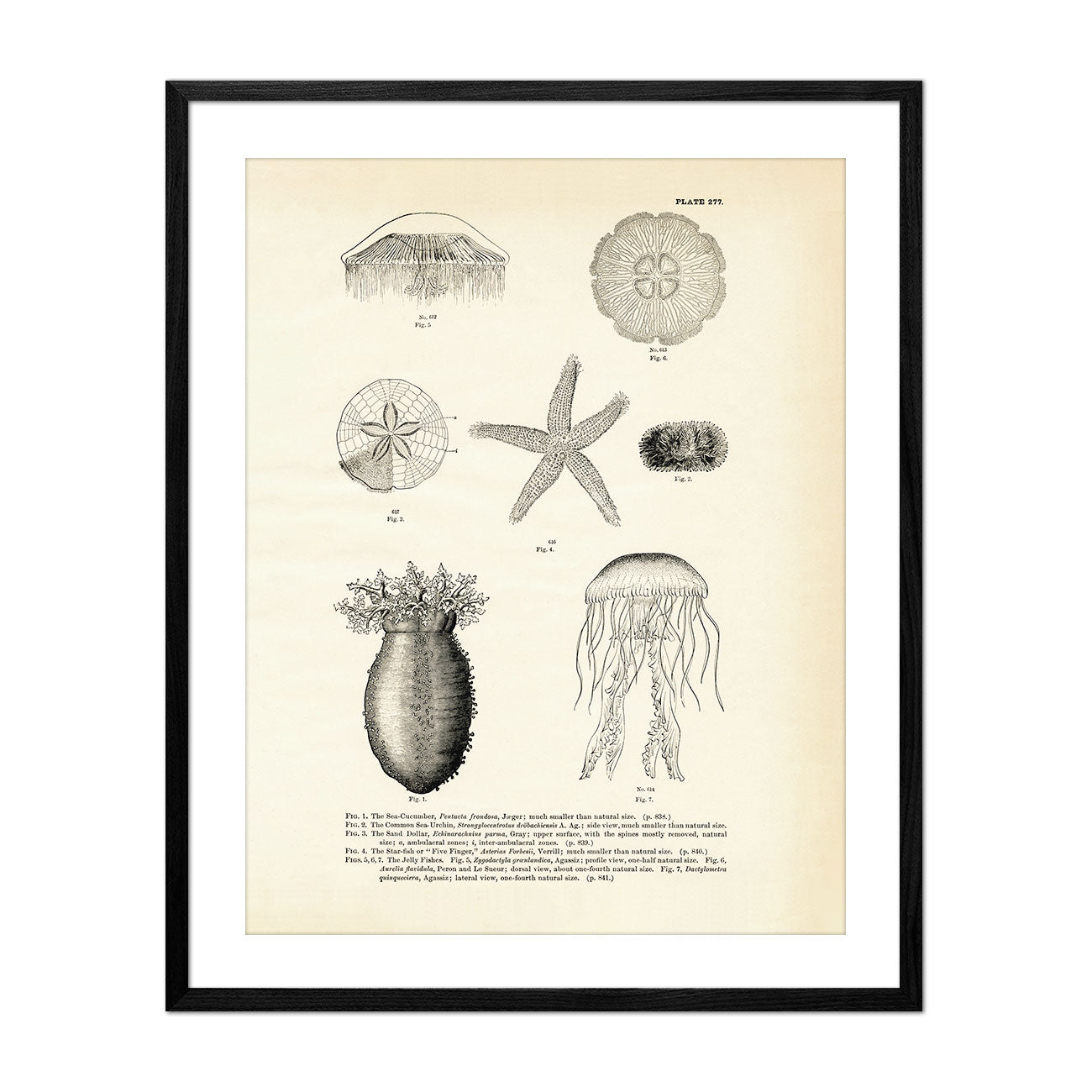 Various Sea Creatures - Set 2 Art Print - Muir Way - Fisheries