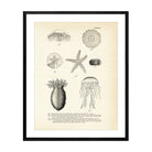 Various Sea Creatures - Set 2 Art Print - Muir Way - Fisheries