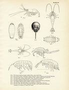 Various Sea Creatures - Set 1 Art Print - Muir Way - Fisheries