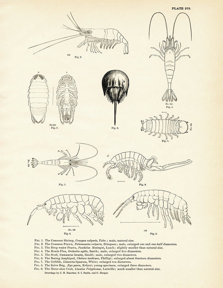 Various Sea Creatures - Set 1 Art Print - Muir Way - Fisheries