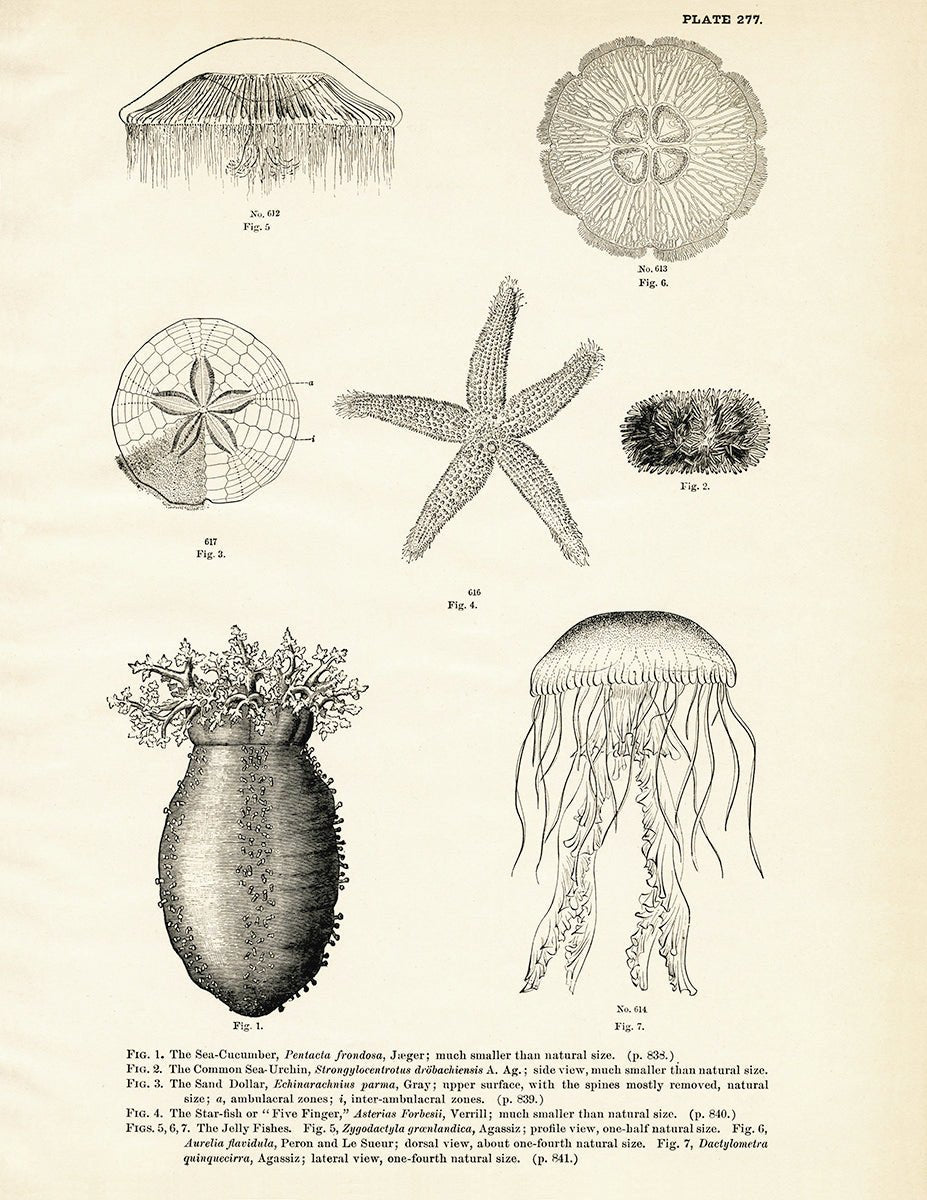 Various Sea Creatures - Set 2 Art Print - Muir Way - Fisheries