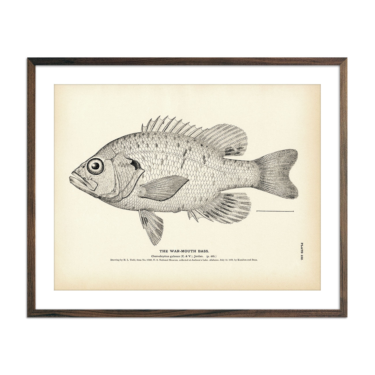 War - Mouth Bass Art Print - Muir Way - Fisheries