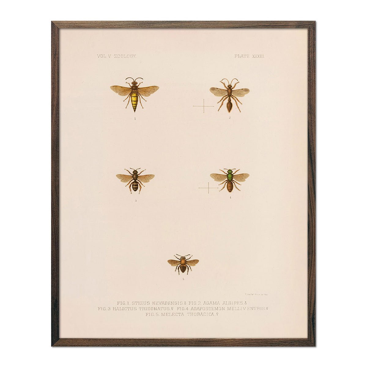 Wasps and Bees Art Print - Muir Way - Animals