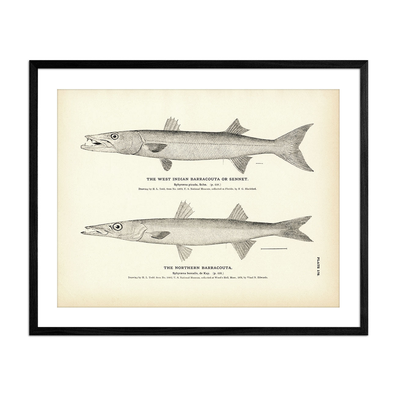 West Indian Barracouta (Sennet) and Northern Barracouta Art Print - Muir Way - Fisheries