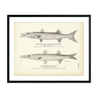 West Indian Barracouta (Sennet) and Northern Barracouta Art Print - Muir Way - Fisheries