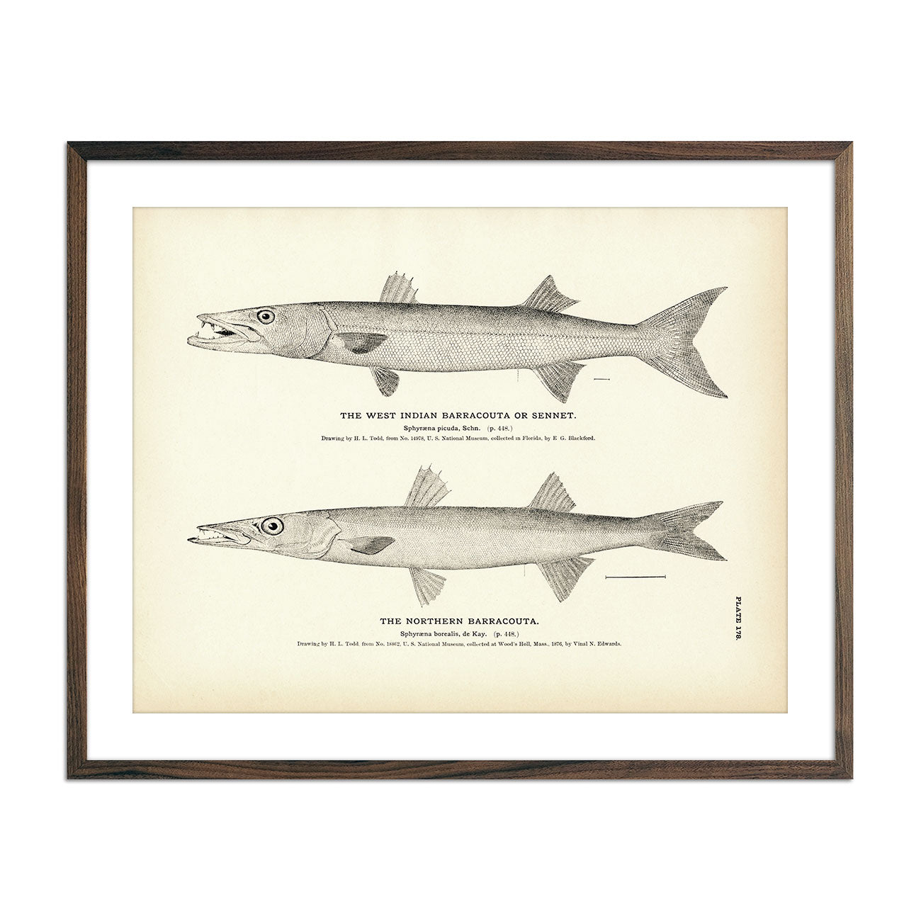Vintage West Indian and Northern Barracouta fish print