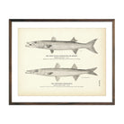 West Indian Barracouta (Sennet) and Northern Barracouta Art Print - Muir Way - Fisheries