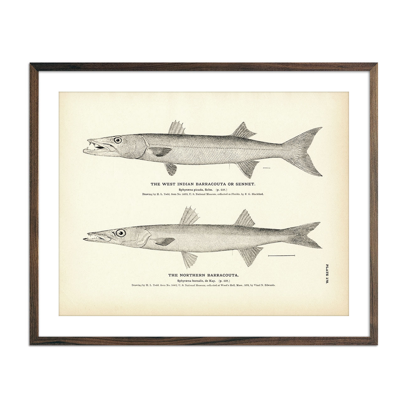 West Indian Barracouta (Sennet) and Northern Barracouta Art Print - Muir Way - Fisheries