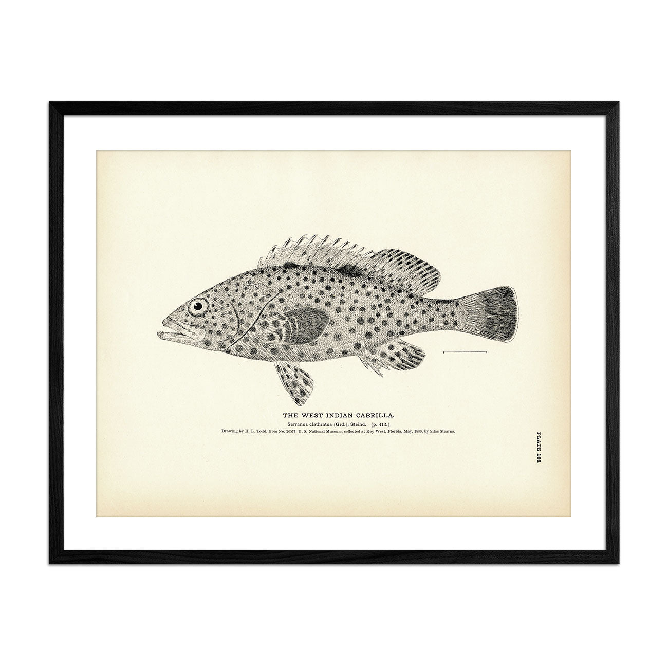 West Indian Cabrilla Art Print - Muir Way - Fisheries
