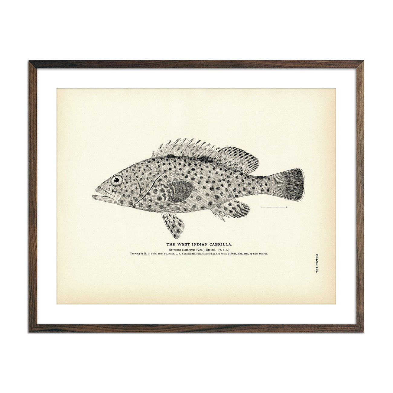 West Indian Cabrilla Art Print - Muir Way - Fisheries
