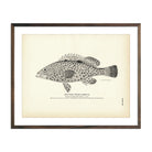 West Indian Cabrilla Art Print - Muir Way - Fisheries