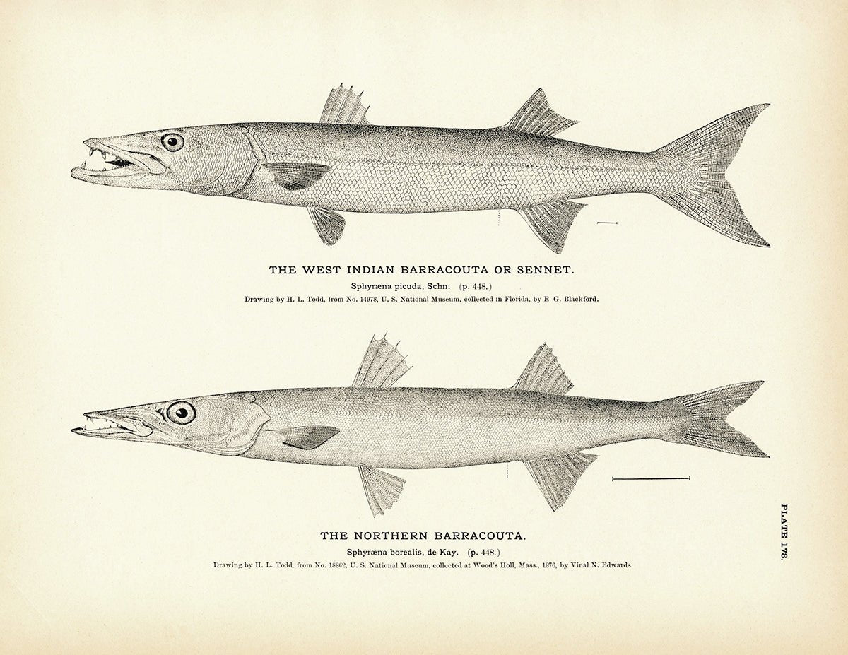 West Indian Barracouta (Sennet) and Northern Barracouta Art Print - Muir Way - Fisheries