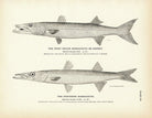 West Indian Barracouta (Sennet) and Northern Barracouta Art Print - Muir Way - Fisheries