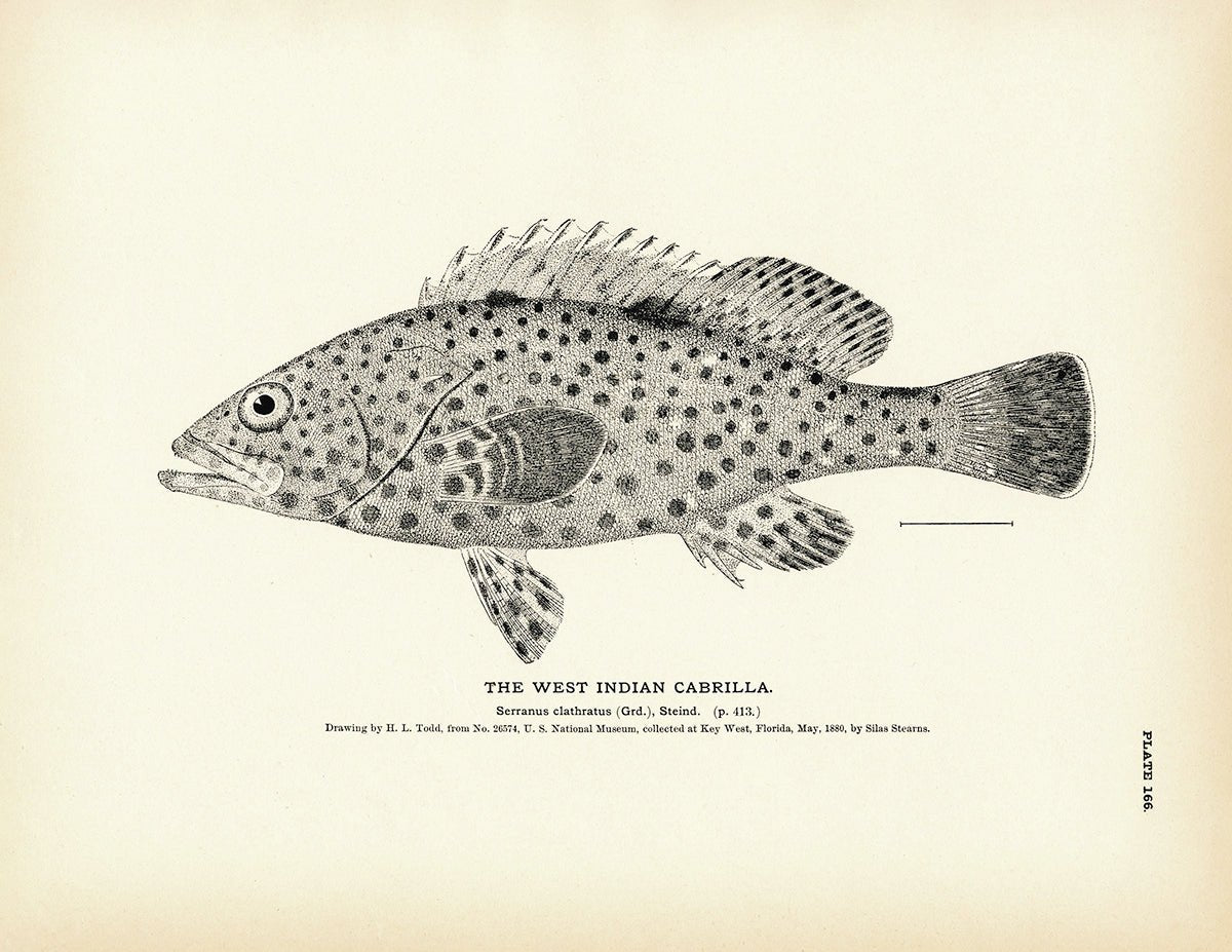 West Indian Cabrilla Art Print - Muir Way - Fisheries