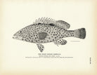 West Indian Cabrilla Art Print - Muir Way - Fisheries