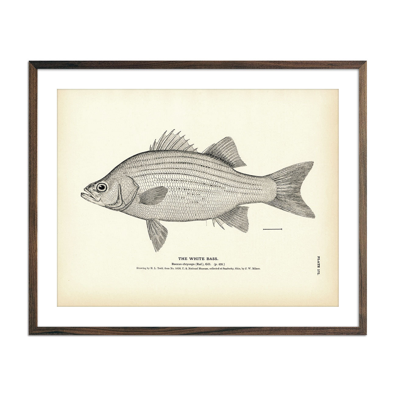 White Bass Art Print - Muir Way - Fisheries
