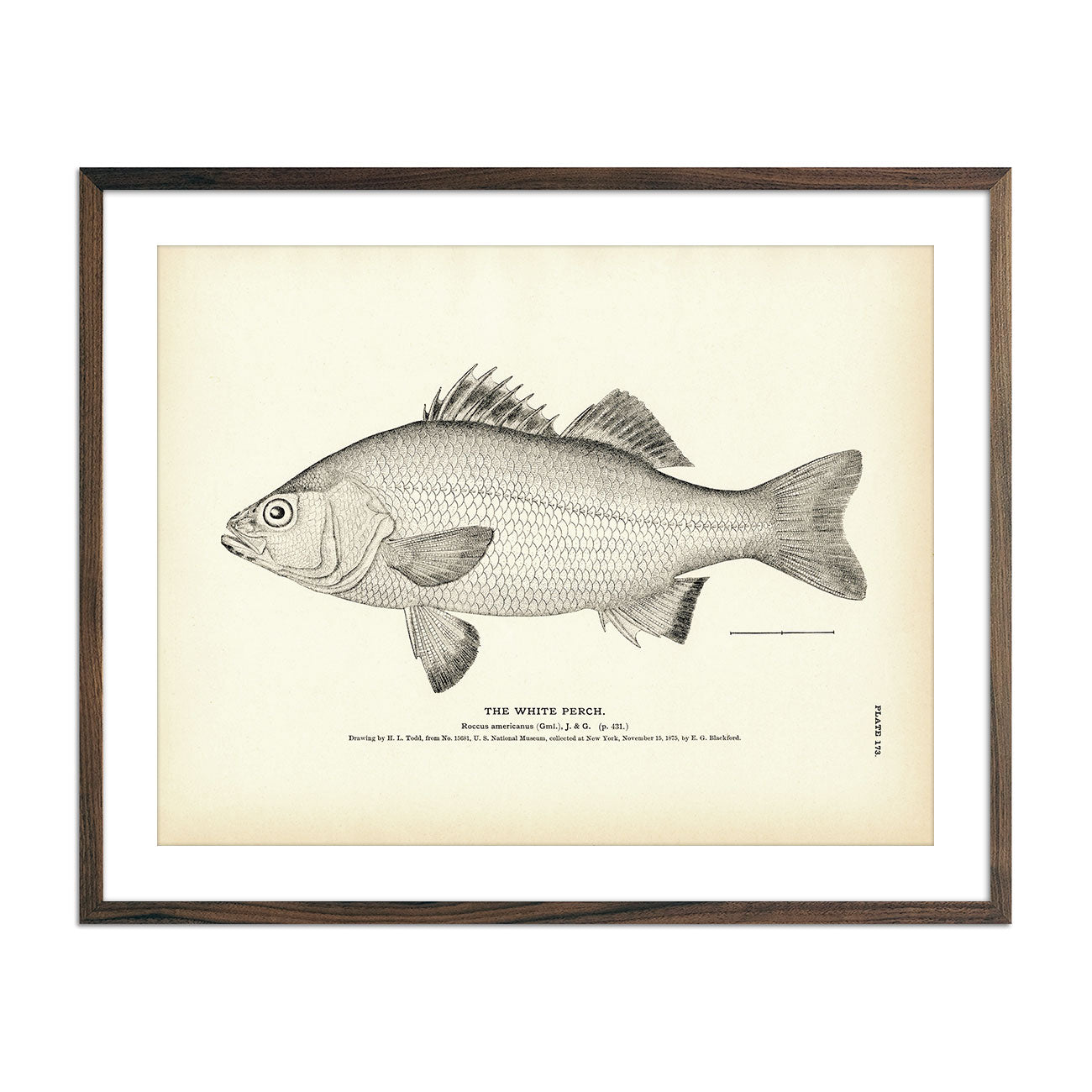 White Perch Art Print - Muir Way - Fisheries