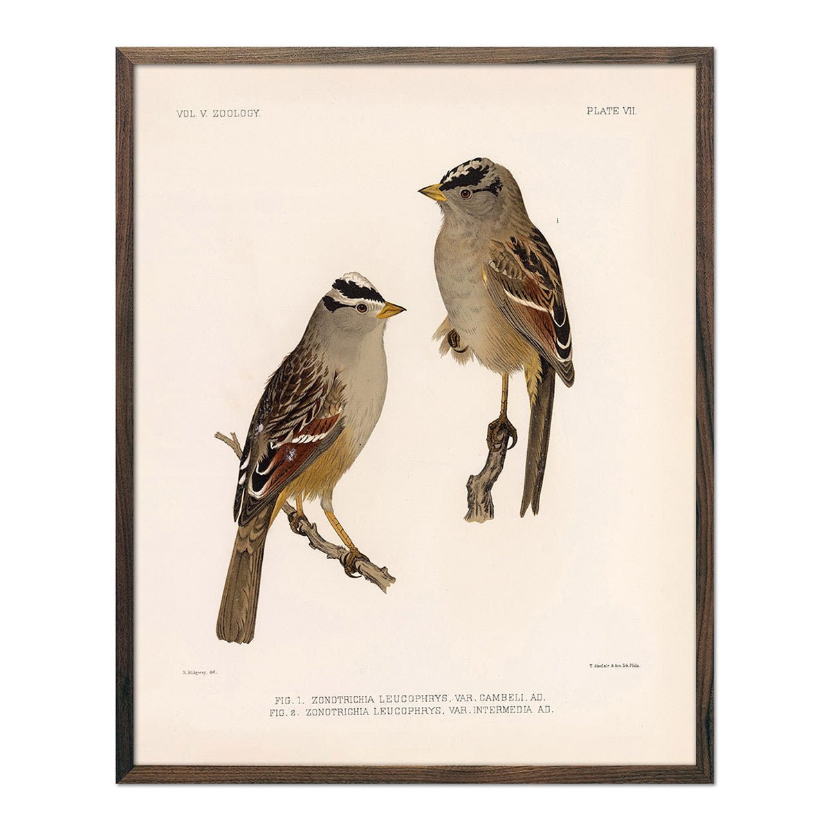 White Crowned - Sparrow Art Print - Muir Way - Animals