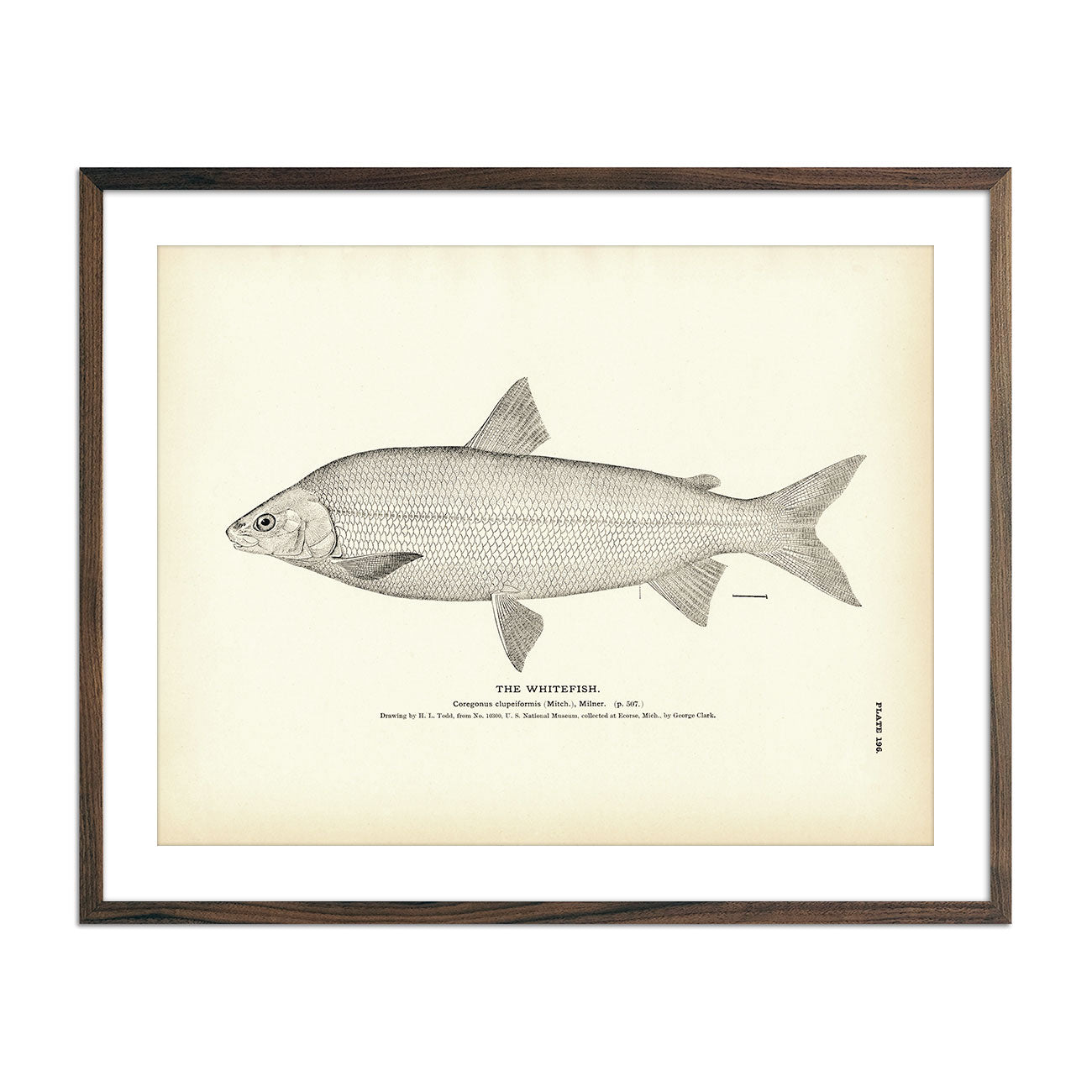 Whitefish Art Print - Muir Way - Fisheries