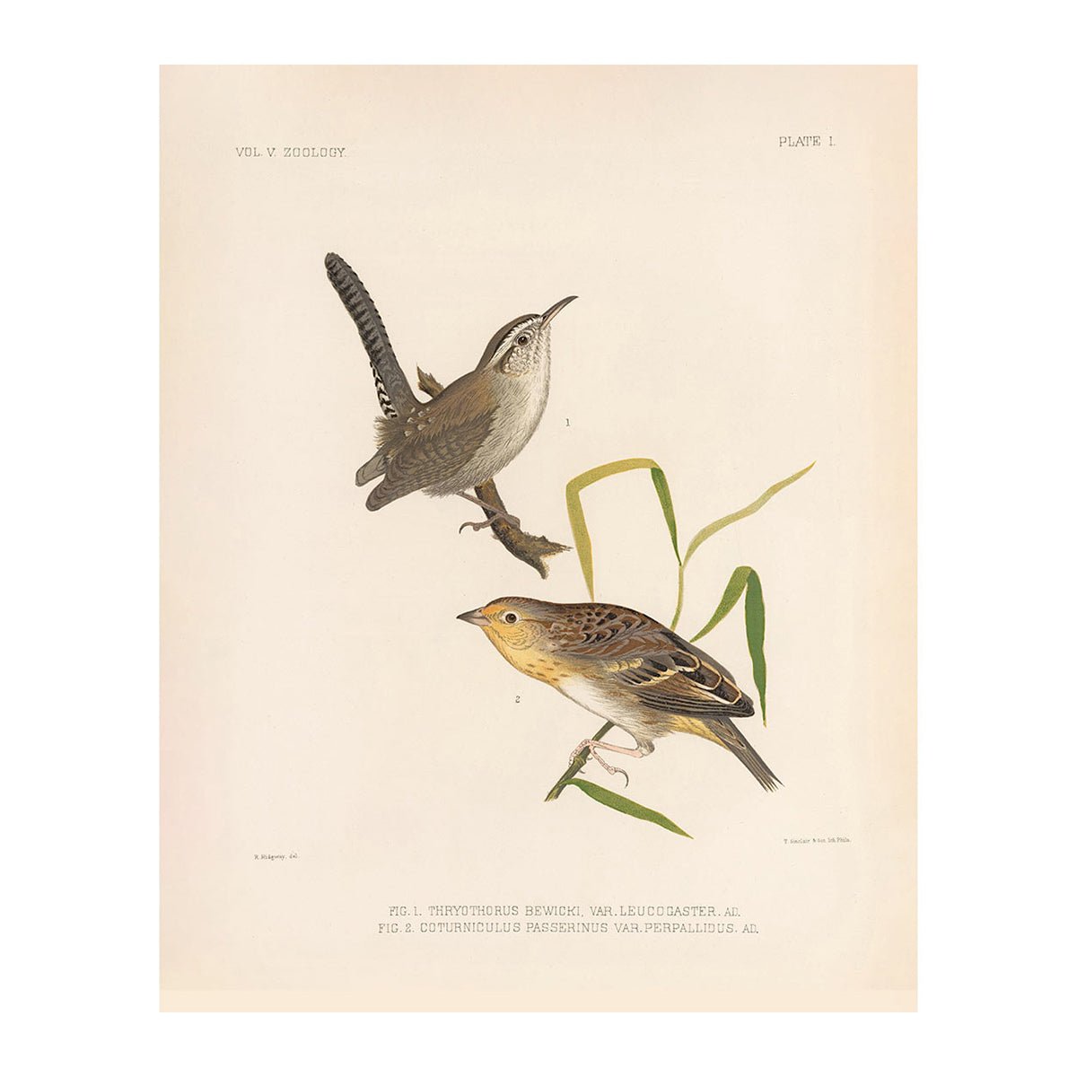 Wren and Sparrow Art Print - Muir Way - Animals