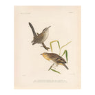 Wren and Sparrow Art Print - Muir Way - Animals