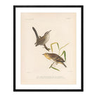Wren and Sparrow Art Print - Muir Way - Animals