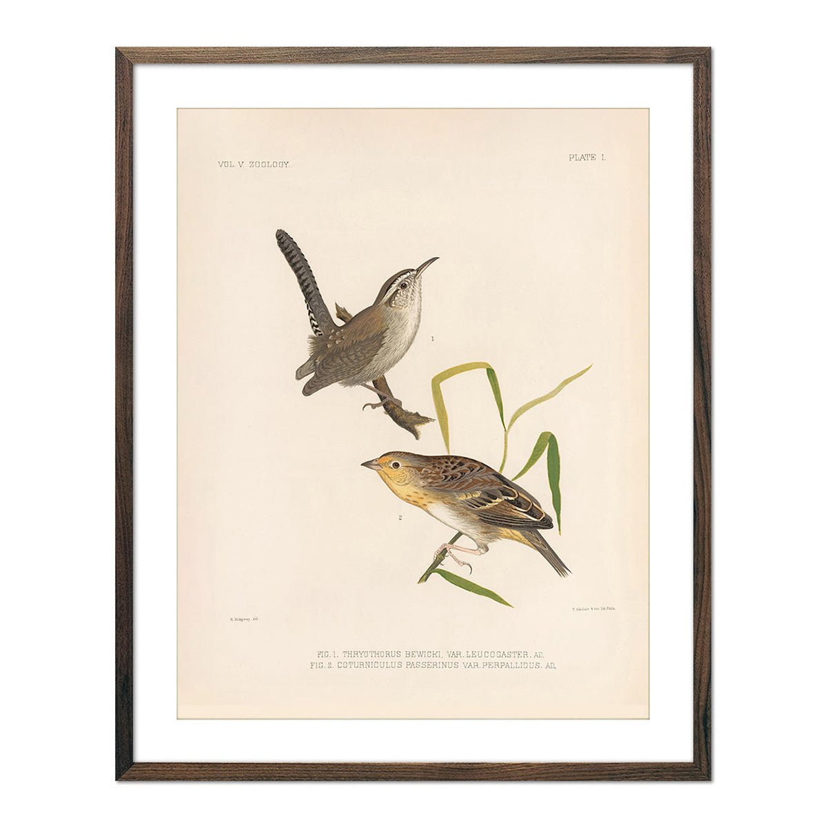 Wren and Sparrow Art Print - Muir Way - Animals