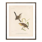 Wren and Sparrow Art Print - Muir Way - Animals
