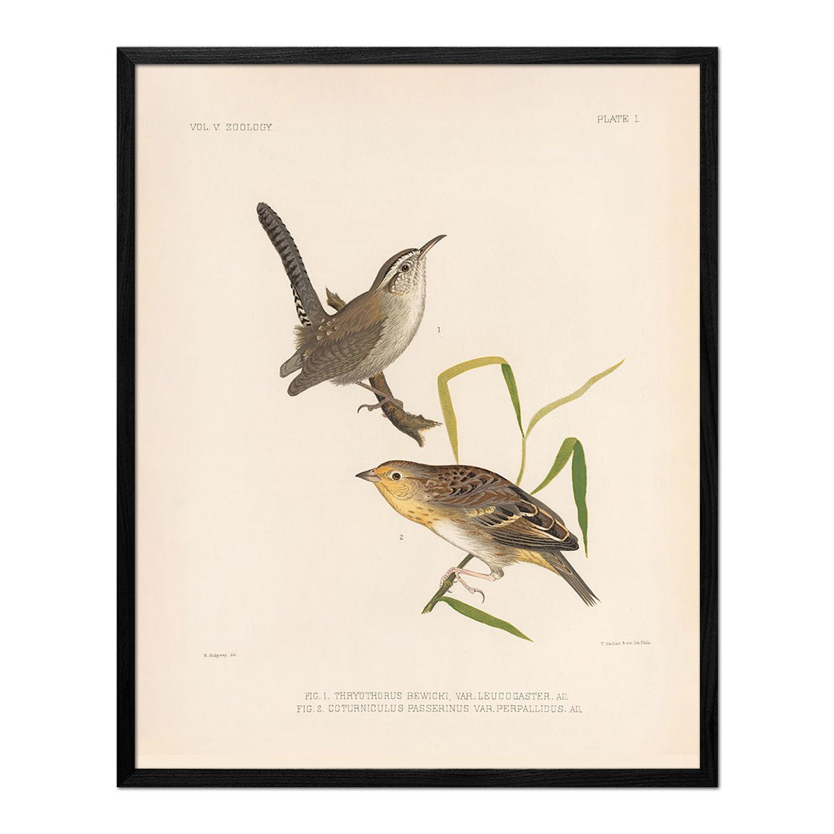 Wren and Sparrow Art Print - Muir Way - Animals