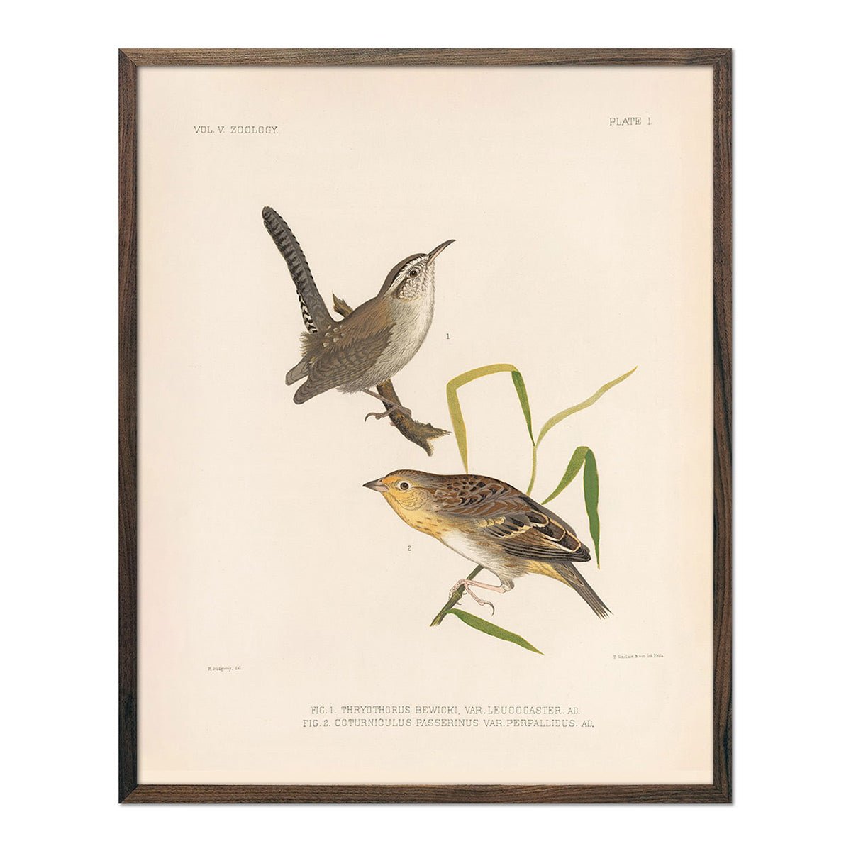 Wren and Sparrow Art Print - Muir Way - Animals