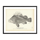 Yellow - Backed Rockfish Art Print - Muir Way - Fisheries