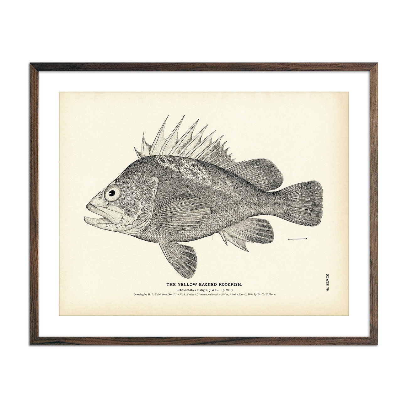 Vintage Yellow-Backed Rockfish print