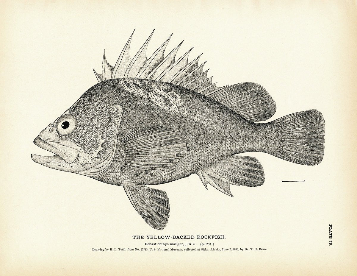 Yellow - Backed Rockfish Art Print - Muir Way - Fisheries