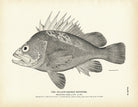 Yellow - Backed Rockfish Art Print - Muir Way - Fisheries