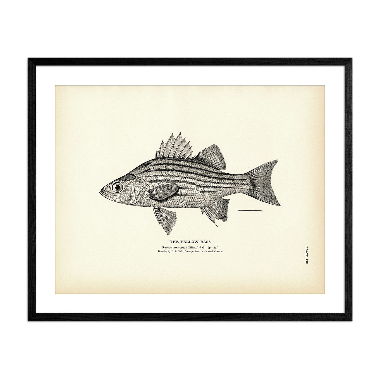 Yellow Bass Art Print - Muir Way - Fisheries