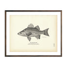 Yellow Bass Art Print - Muir Way - Fisheries