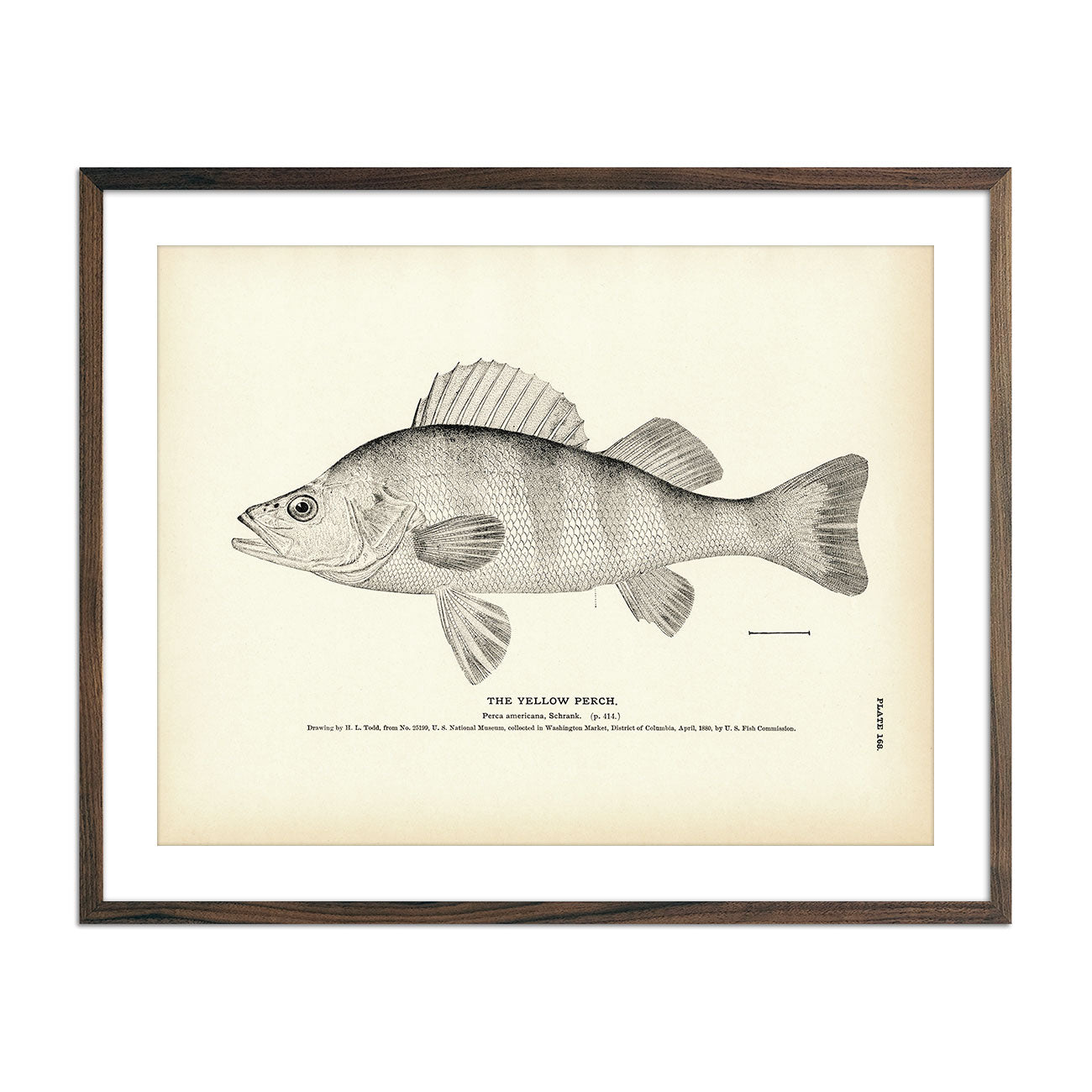 Yellow Perch Art Print - Muir Way - Fisheries