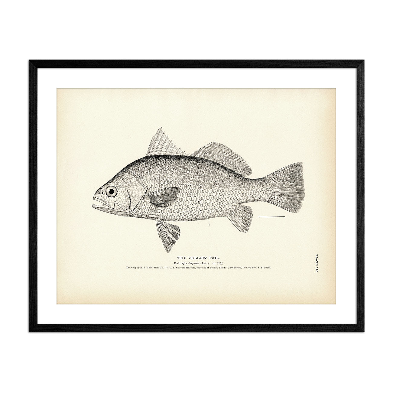 Yellow Tail Art Print - Muir Way - Fisheries