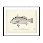 Yellow Tail Art Print - Muir Way - Fisheries