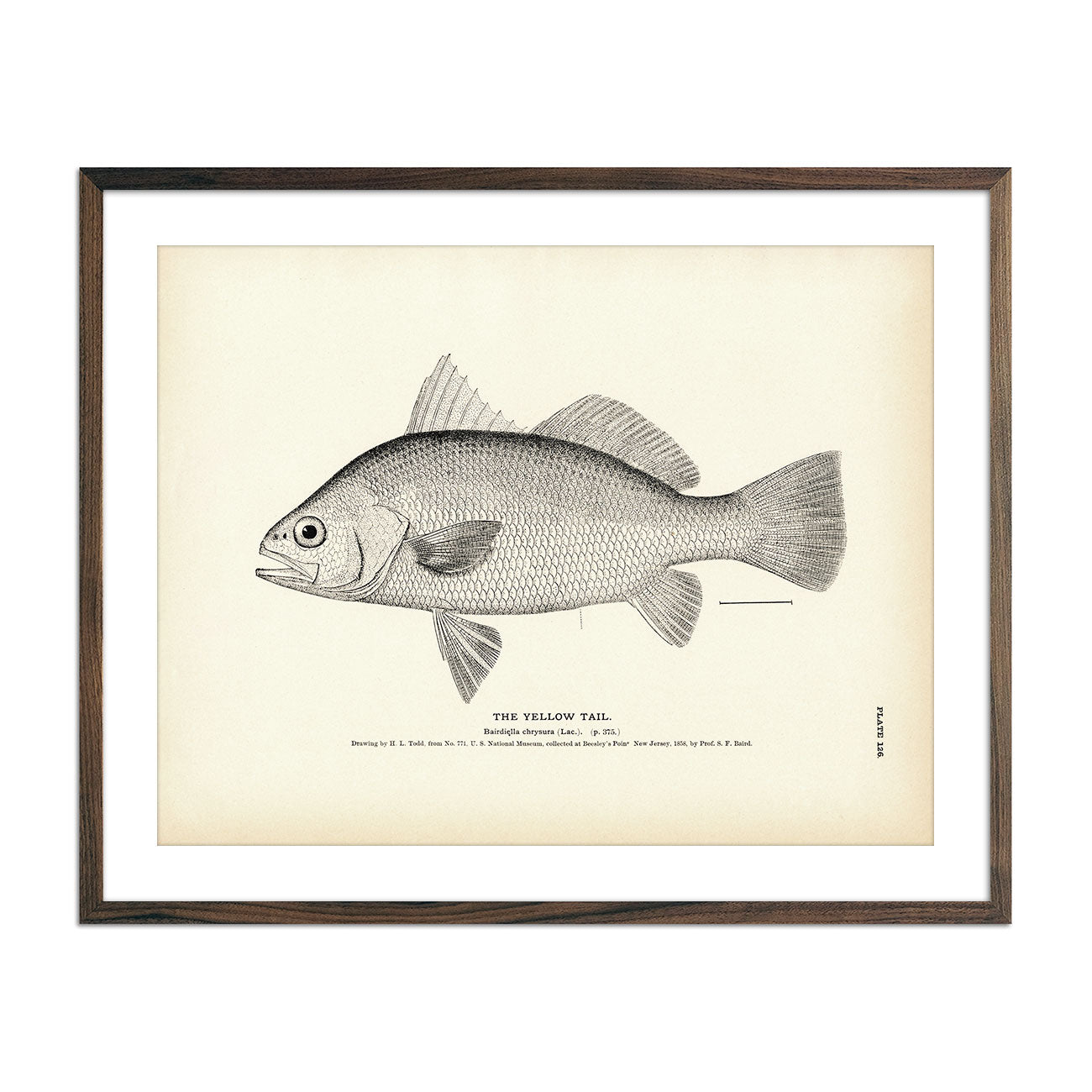 Vintage Yellow Tail fish print